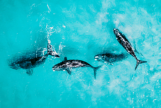 Jaimen Hudson Whale Swimming in Ocean End Plastic Pollution