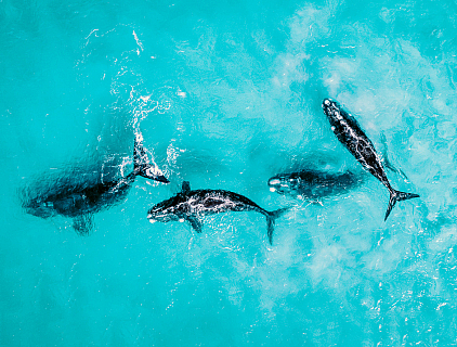 Jaimen Hudson Whale Swimming in Ocean End Plastic Pollution