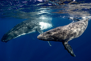 whales swimming in the ocean